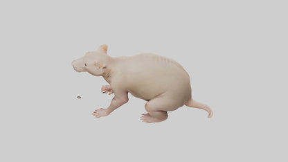 3D model Naked Mole Rat sitting model VR / AR / low-poly
