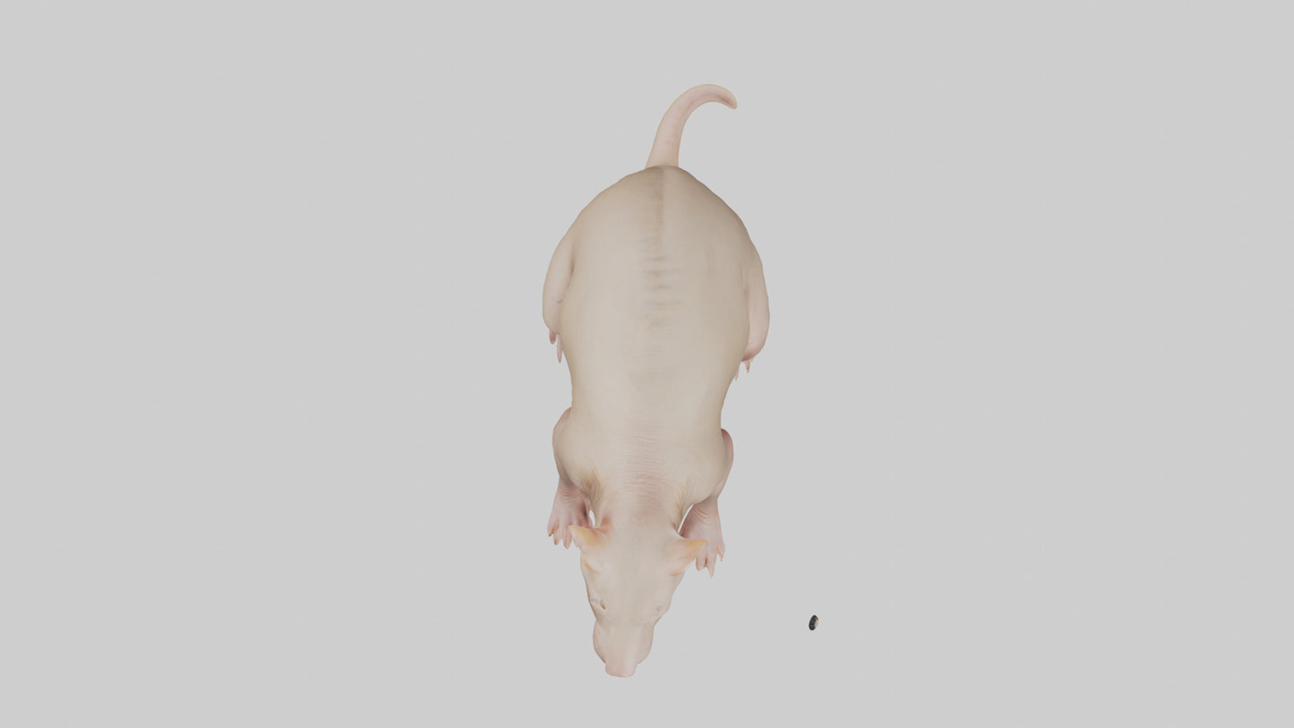 3D model Naked Mole Rat sitting model VR / AR / low-poly