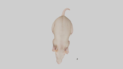3D model Naked Mole Rat sitting model VR / AR / low-poly