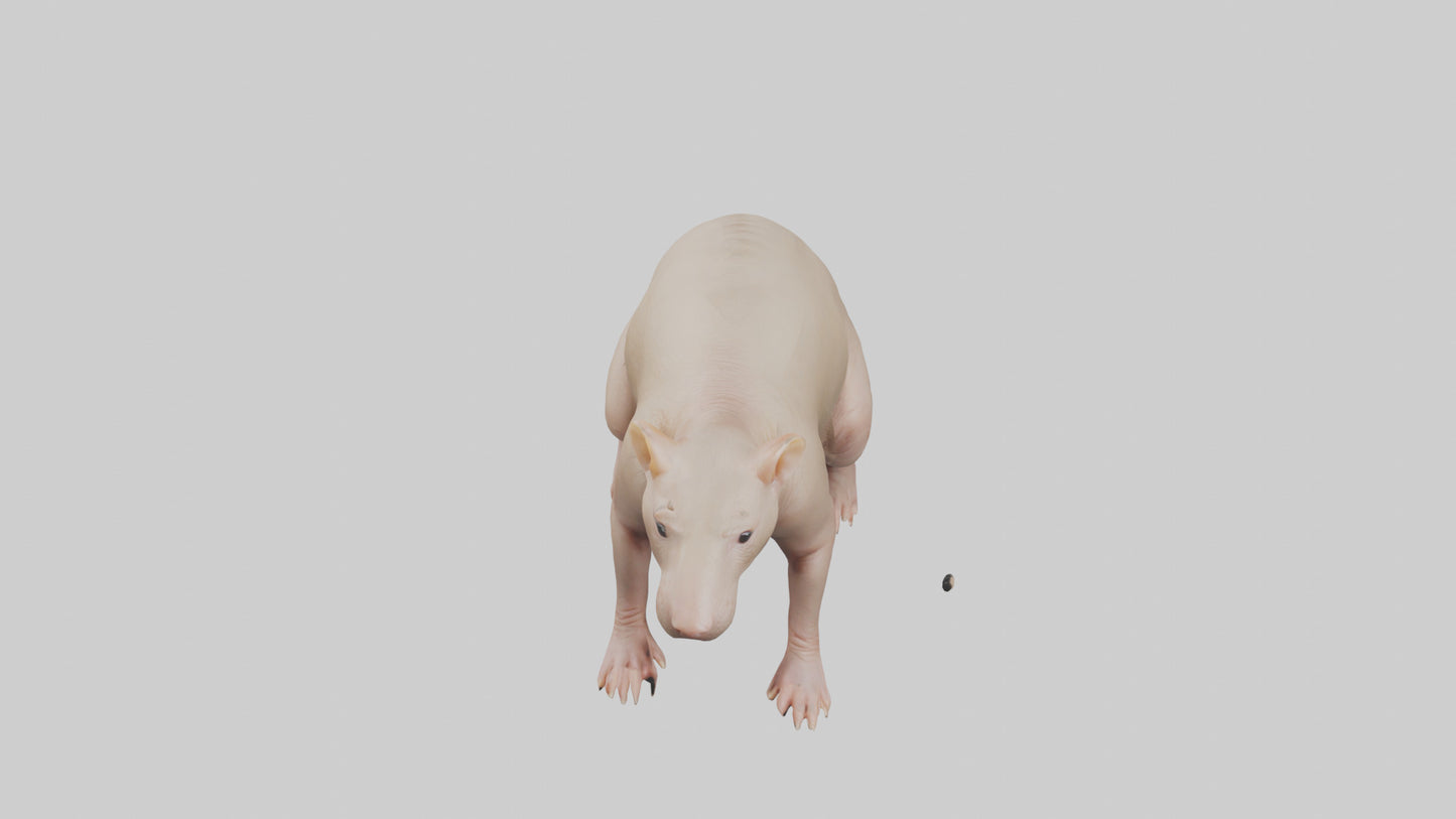 3D model Naked Mole Rat sitting model VR / AR / low-poly