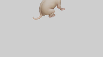 3D model Naked Mole Rat sitting model VR / AR / low-poly