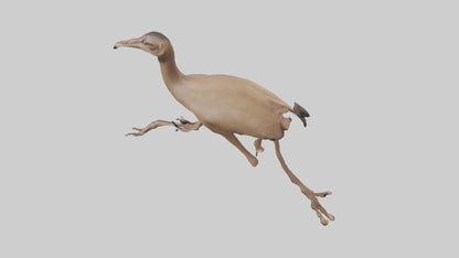 3D model Nandu Rhea running model VR / AR / low-poly