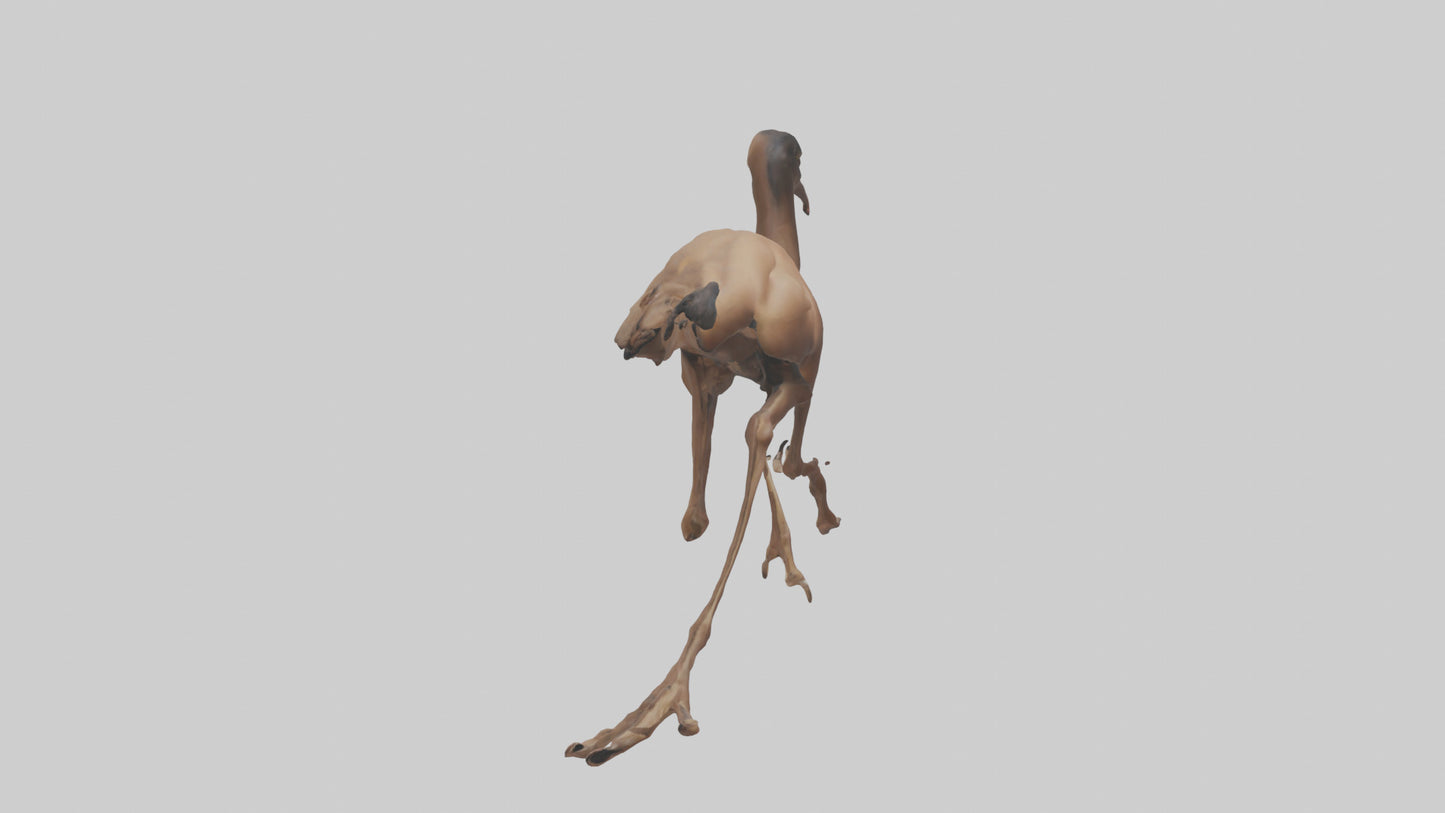 3D model Nandu Rhea running model VR / AR / low-poly