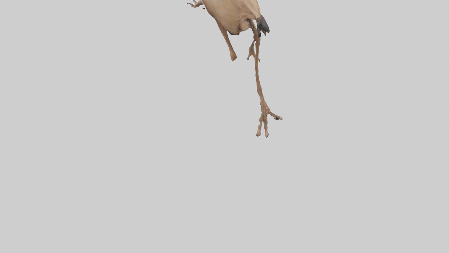 3D model Nandu Rhea running model VR / AR / low-poly