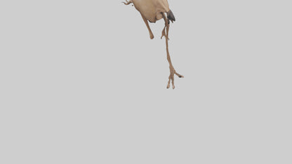 3D model Nandu Rhea running model VR / AR / low-poly