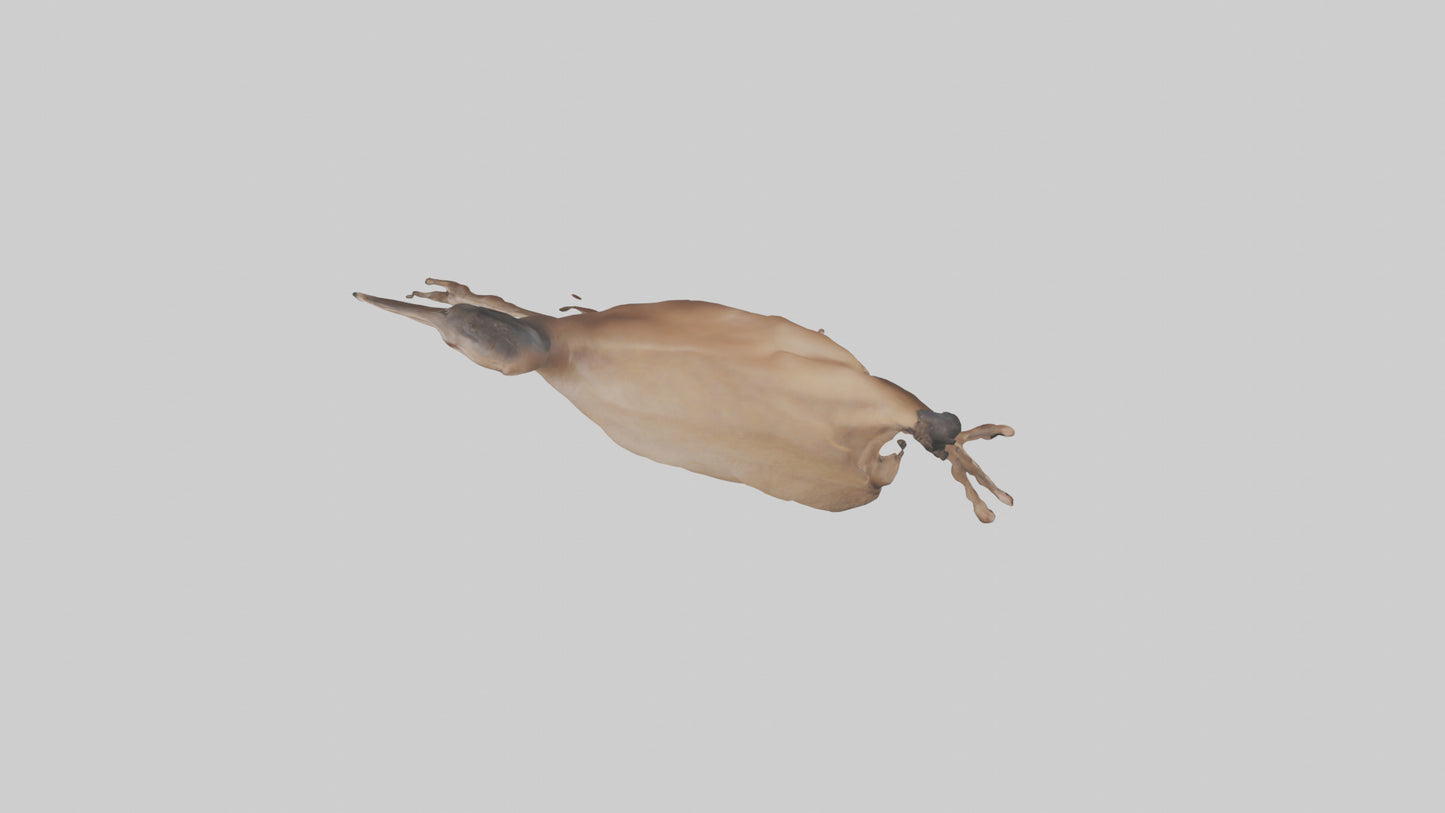 3D model Nandu Rhea running model VR / AR / low-poly