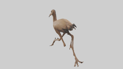 3D model Nandu Rhea running model VR / AR / low-poly