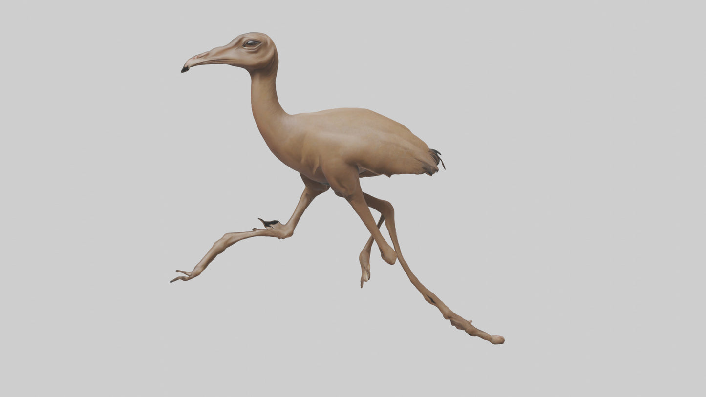 3D model Nandu Rhea running model VR / AR / low-poly
