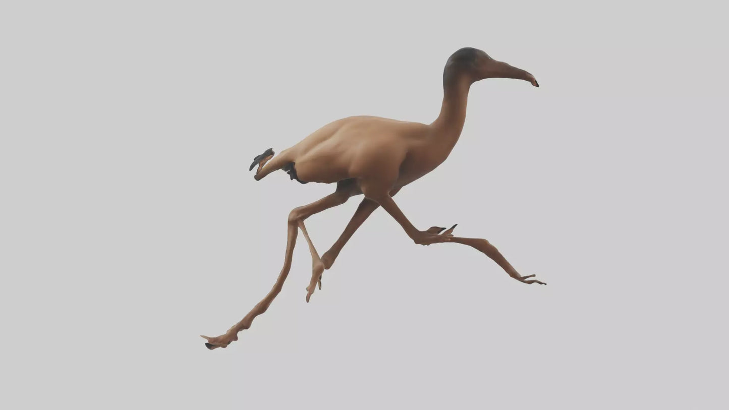 3D model Nandu Rhea running model VR / AR / low-poly