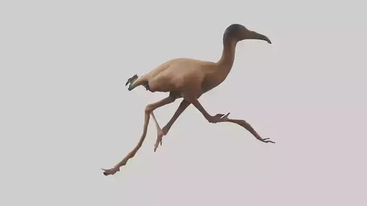 3D model Nandu Rhea running model VR / AR / low-poly