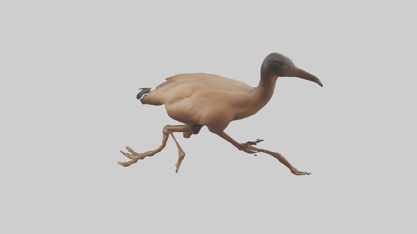 3D model Nandu Rhea running model VR / AR / low-poly
