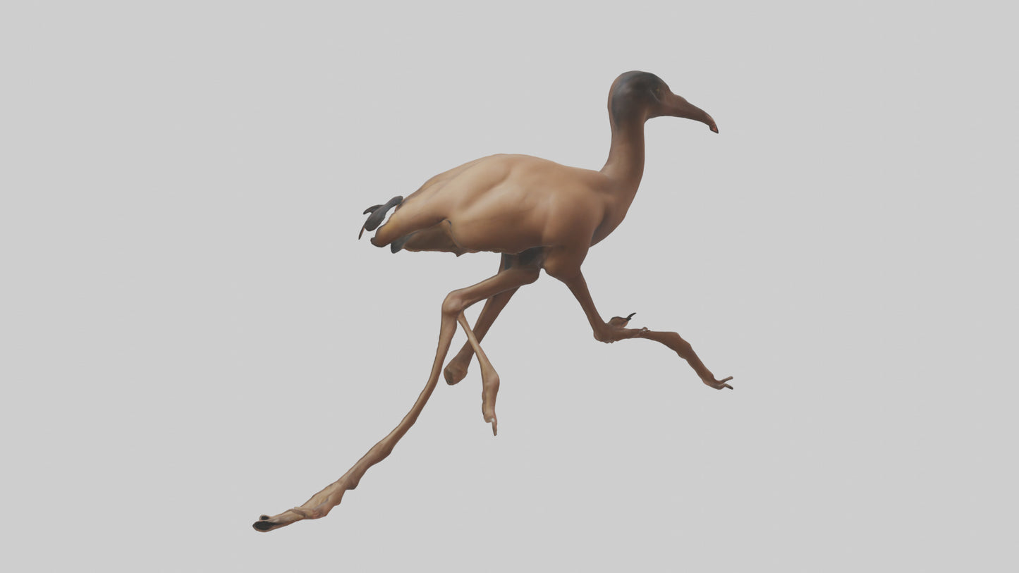 3D model Nandu Rhea running model VR / AR / low-poly