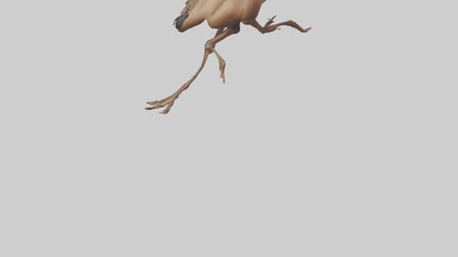 3D model Nandu Rhea running model VR / AR / low-poly