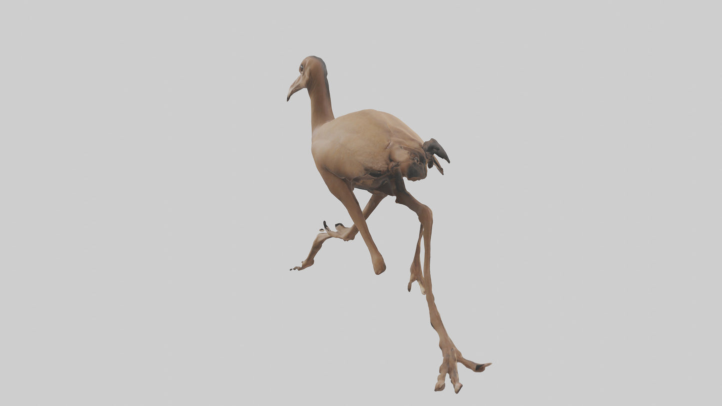 3D model Nandu Rhea running model VR / AR / low-poly