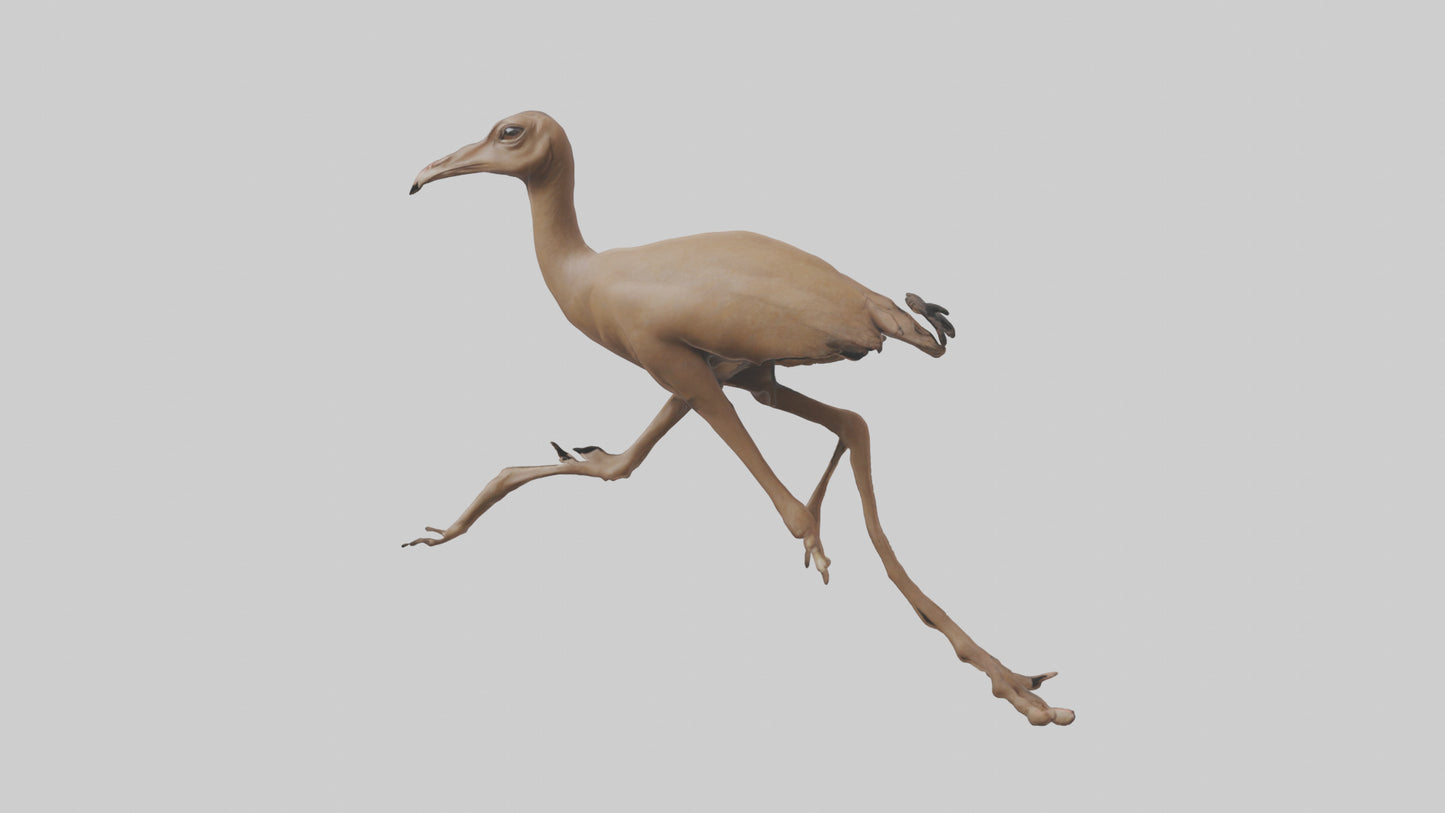 3D model Nandu Rhea running model VR / AR / low-poly