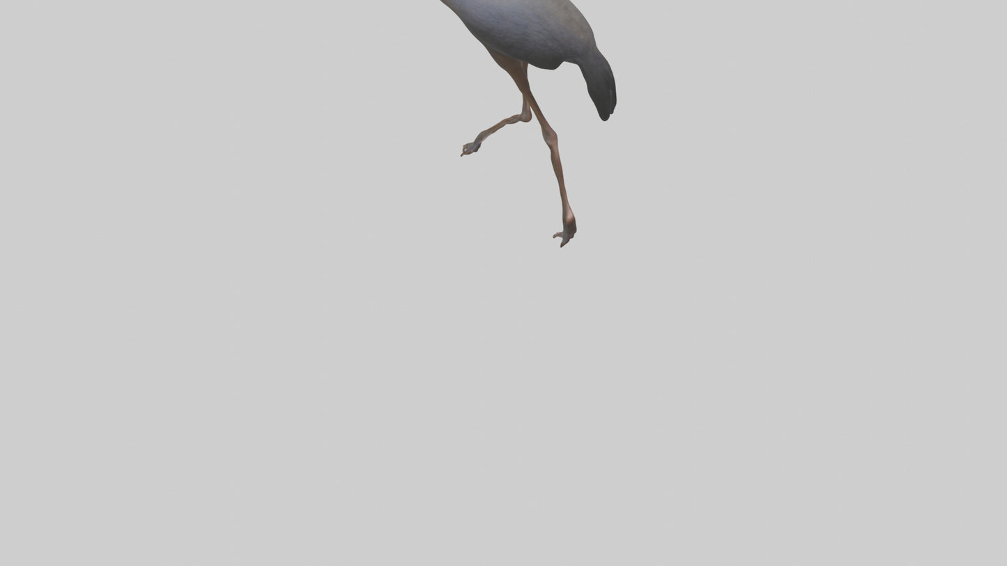 Nandu Rhea walking model VR / AR / low-poly