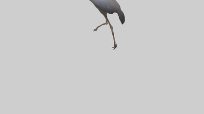 Nandu Rhea walking model VR / AR / low-poly