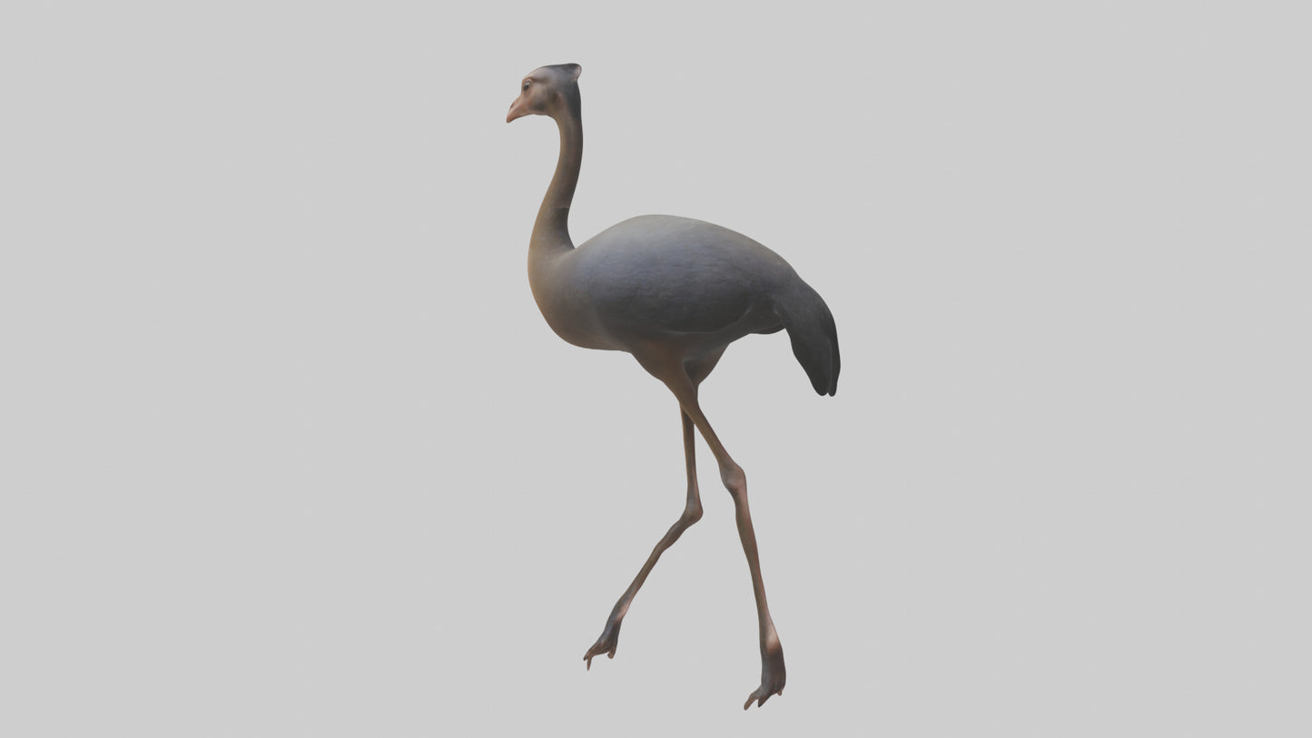 Nandu Rhea walking model VR / AR / low-poly