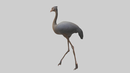 Nandu Rhea walking model VR / AR / low-poly