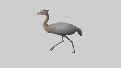 Nandu Rhea walking model VR / AR / low-poly