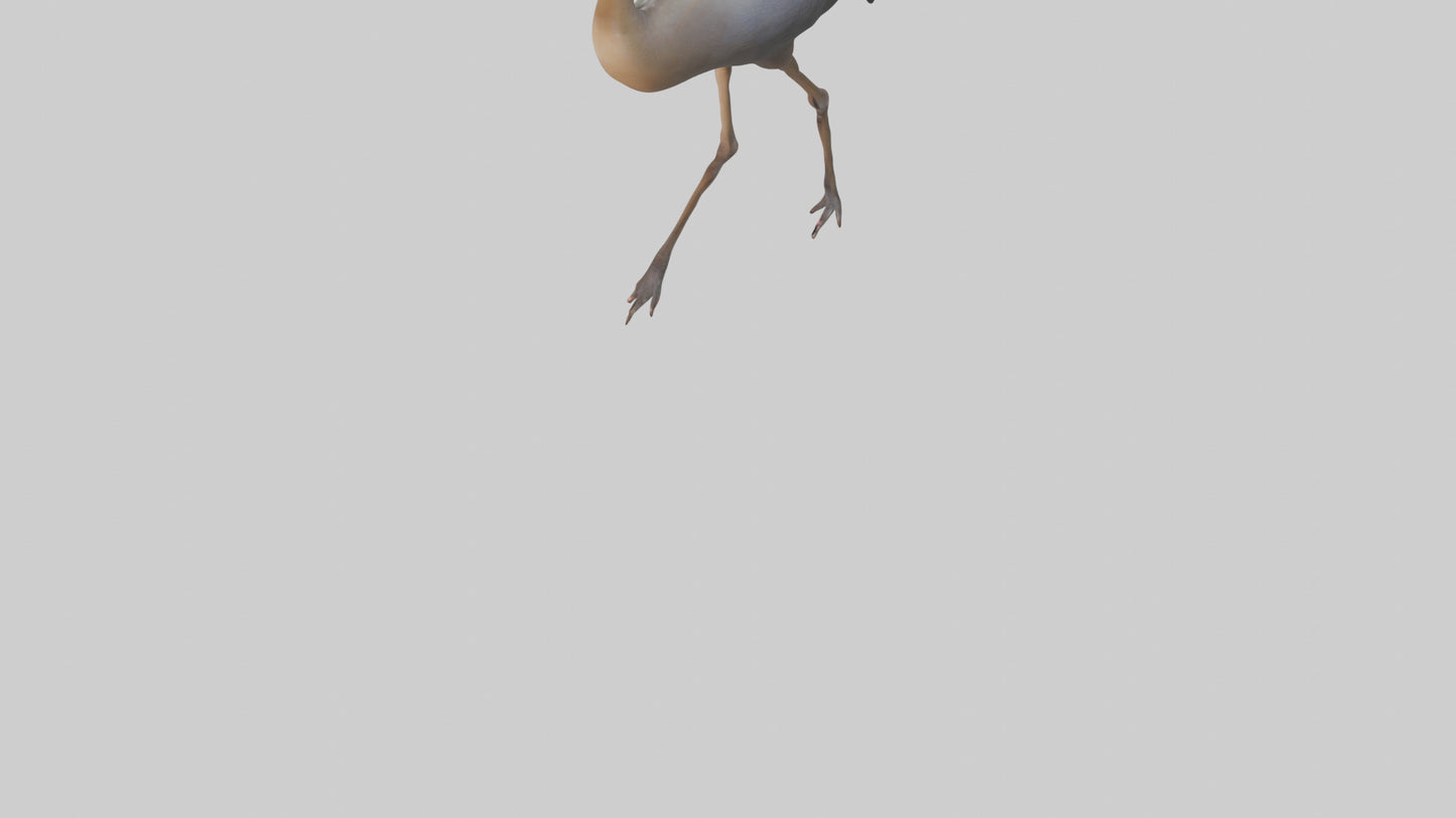 Nandu Rhea walking model VR / AR / low-poly