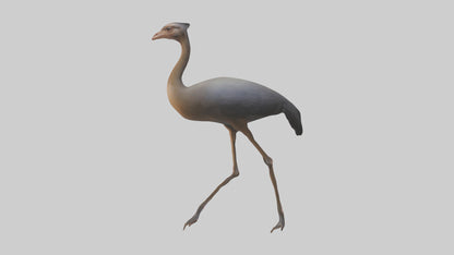 Nandu Rhea walking model VR / AR / low-poly