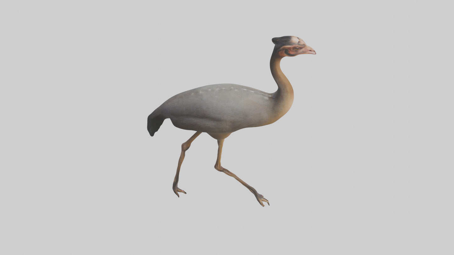 Nandu Rhea walking model VR / AR / low-poly