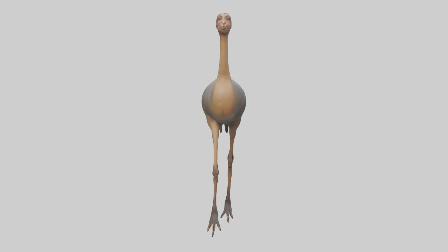 Nandu Rhea walking model VR / AR / low-poly