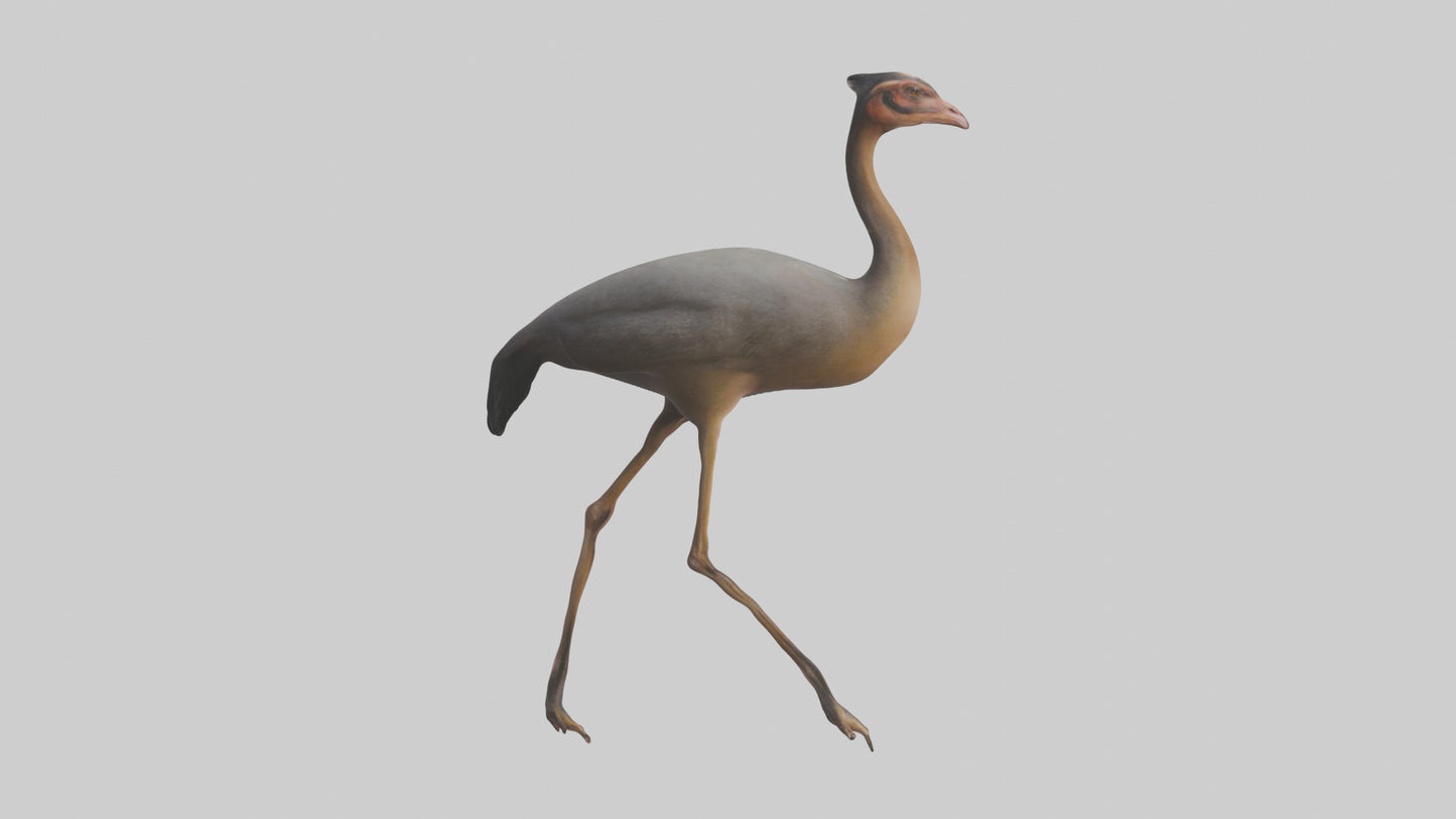 Nandu Rhea walking model VR / AR / low-poly