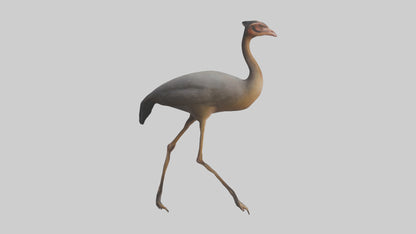 Nandu Rhea walking model VR / AR / low-poly