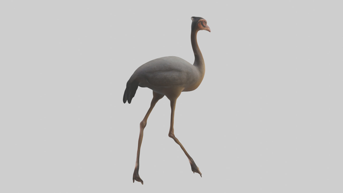 Nandu Rhea walking model VR / AR / low-poly