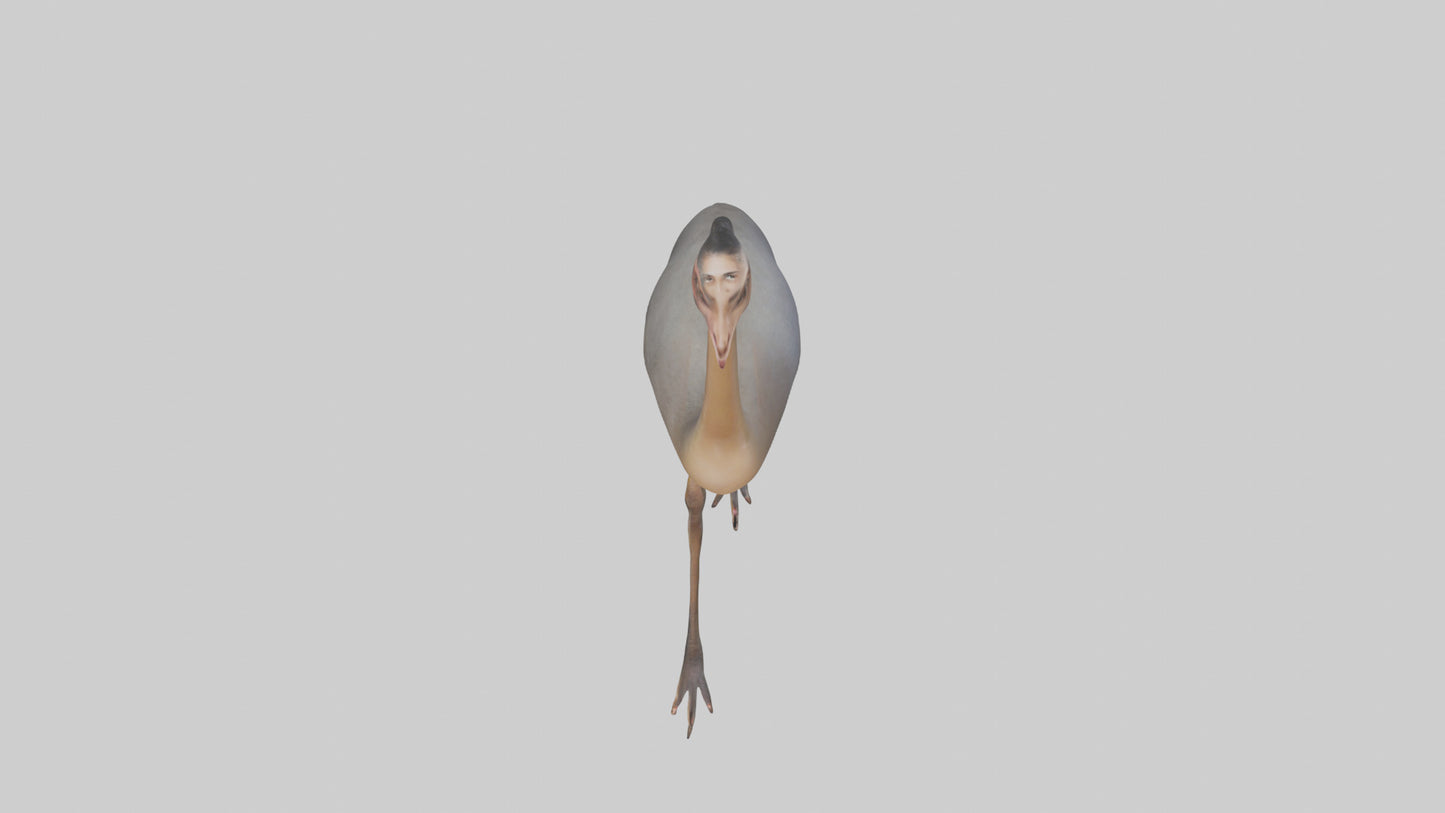 Nandu Rhea walking model VR / AR / low-poly