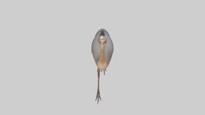 Nandu Rhea walking model VR / AR / low-poly