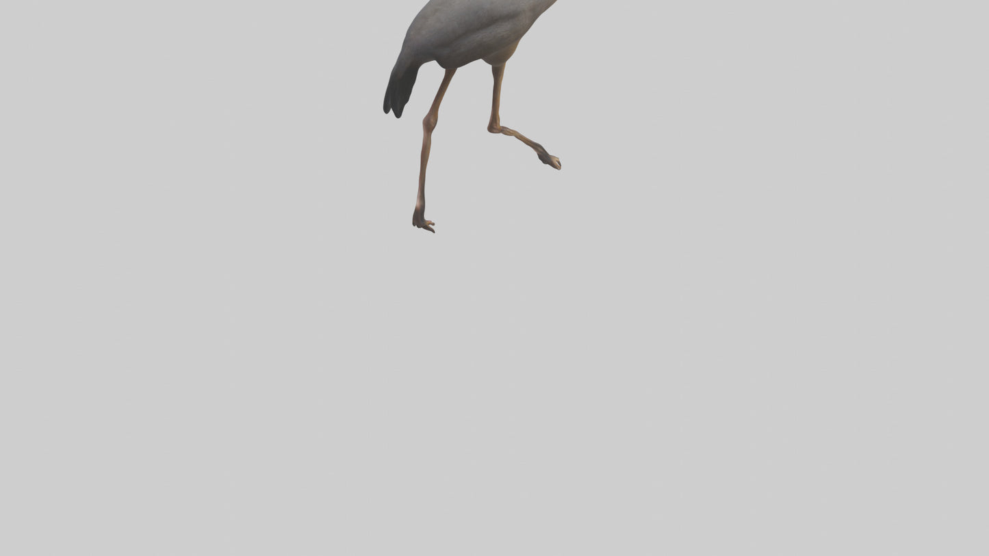 Nandu Rhea walking model VR / AR / low-poly