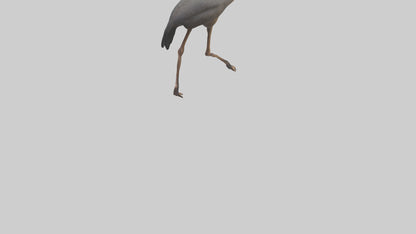Nandu Rhea walking model VR / AR / low-poly