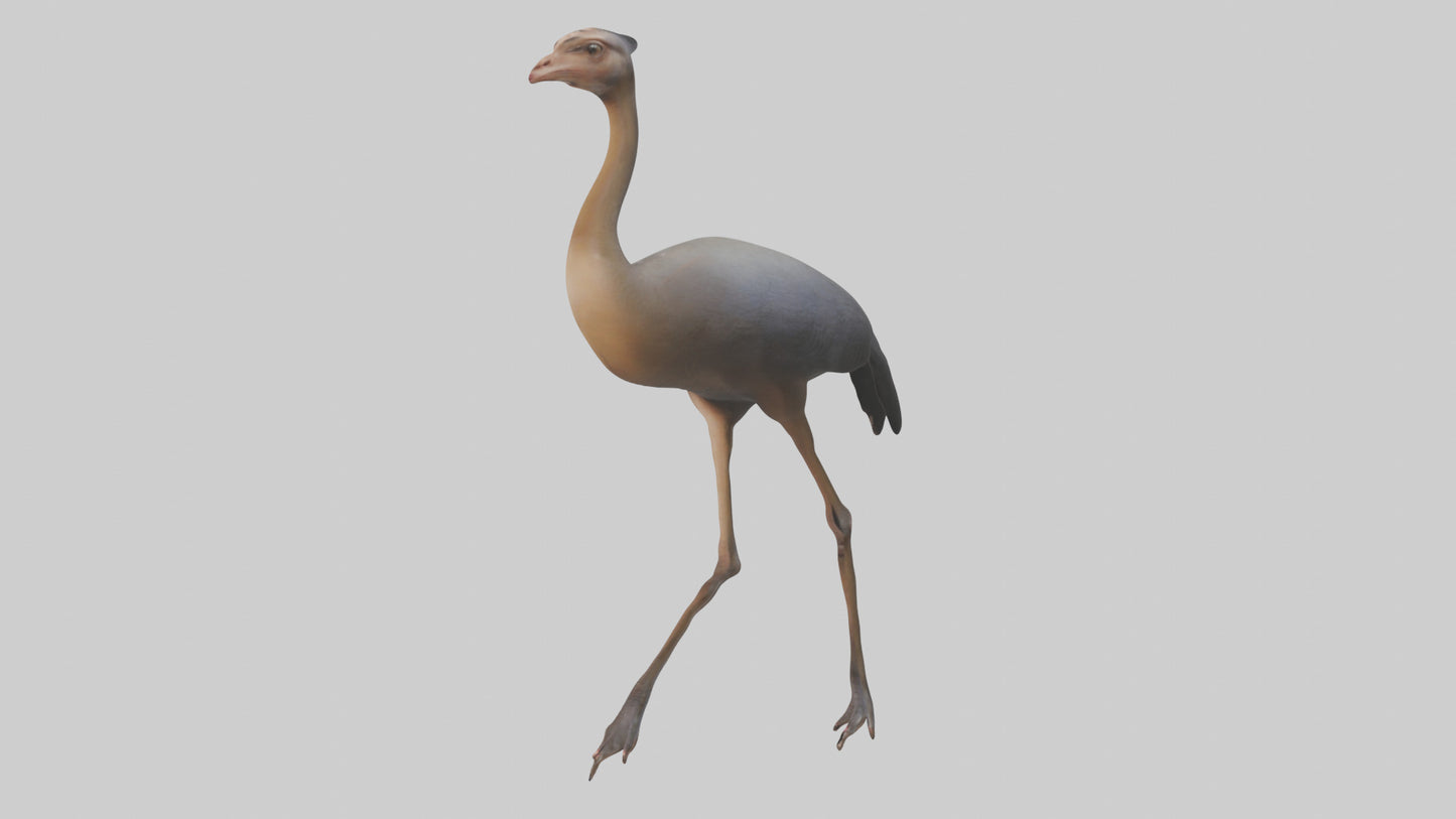 Nandu Rhea walking model VR / AR / low-poly