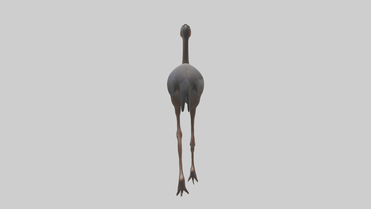 Nandu Rhea walking model VR / AR / low-poly