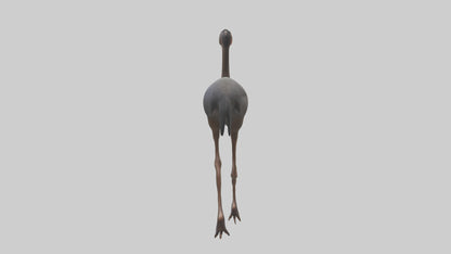 Nandu Rhea walking model VR / AR / low-poly