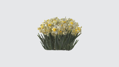 3D model Narcissus Flowers VR / AR / low-poly