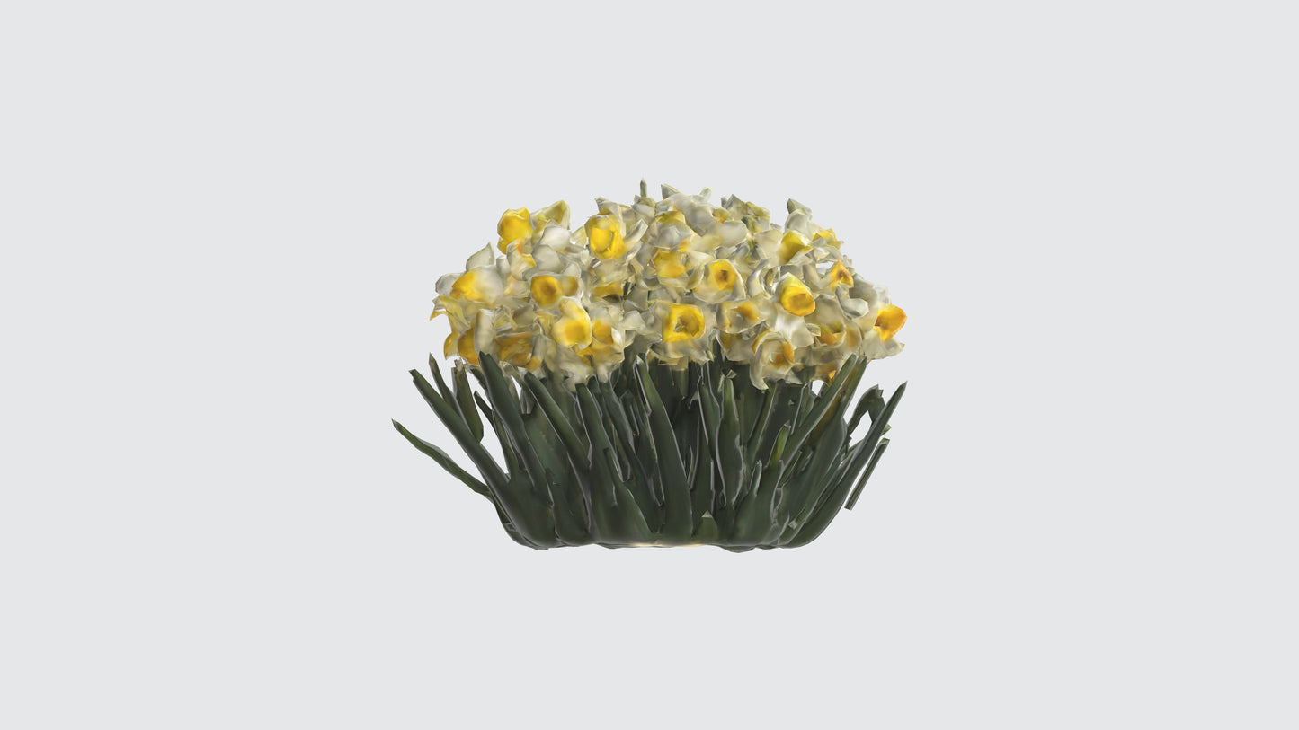 3D model Narcissus Flowers VR / AR / low-poly