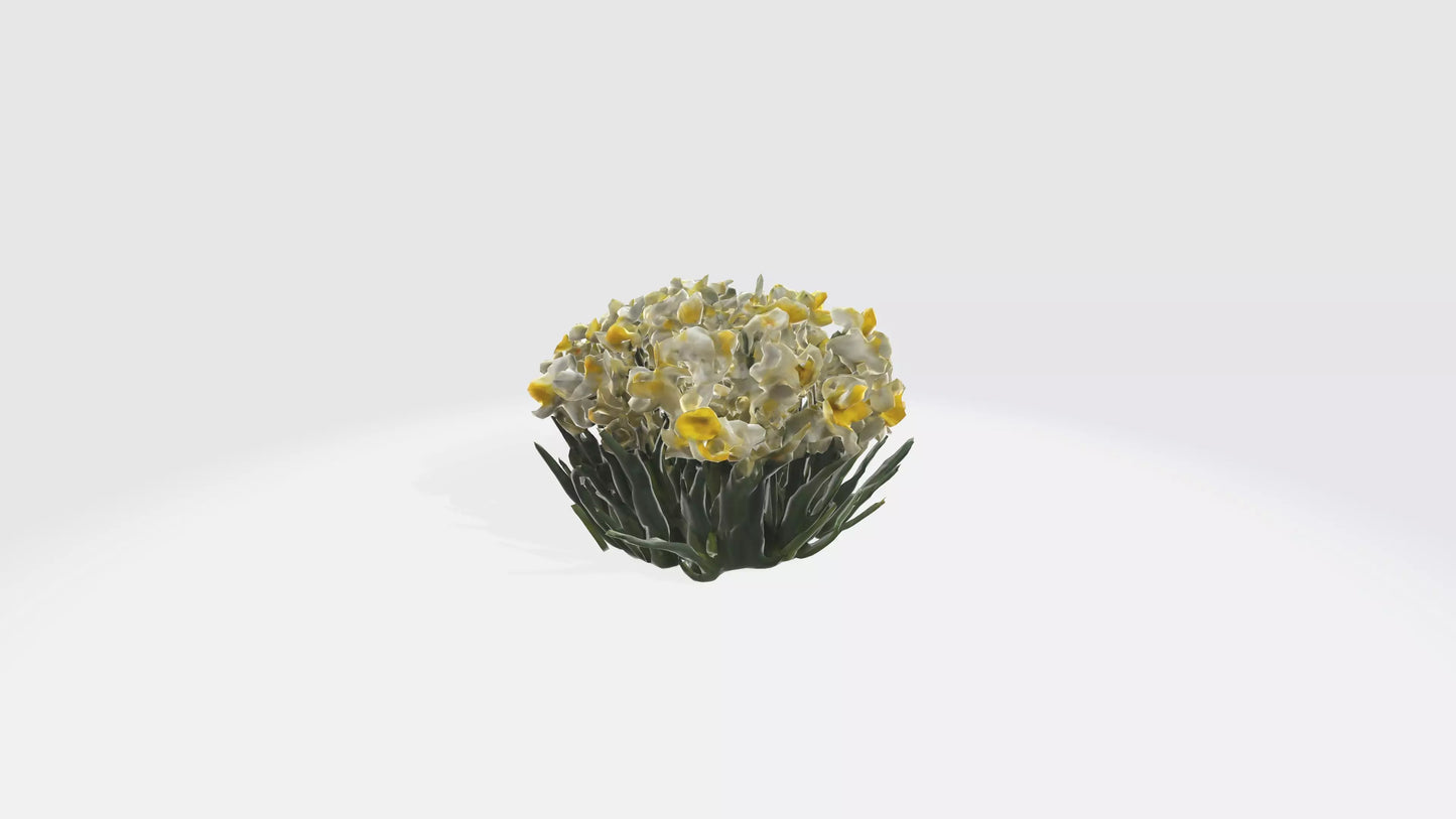 3D model Narcissus Flowers VR / AR / low-poly