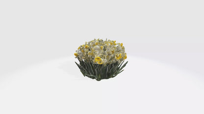 3D model Narcissus Flowers VR / AR / low-poly