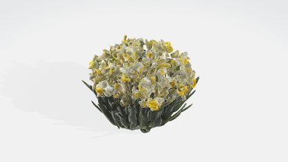3D model Narcissus Flowers VR / AR / low-poly
