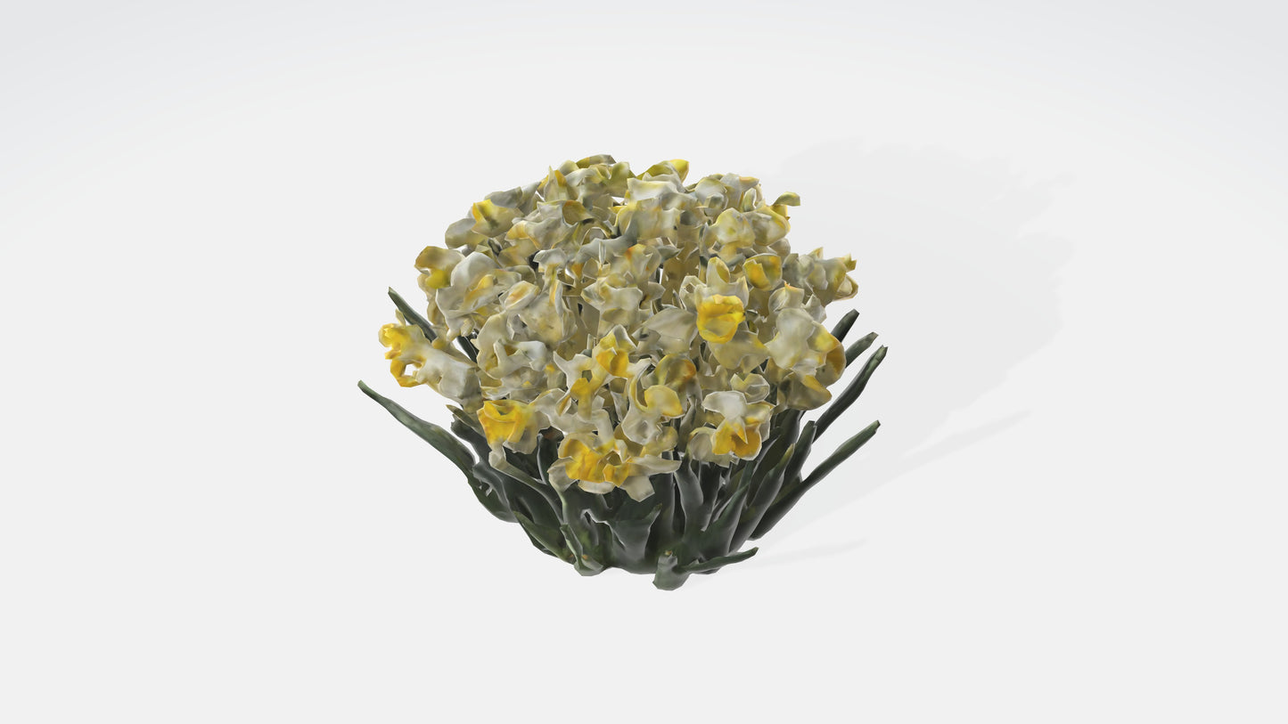 3D model Narcissus Flowers VR / AR / low-poly