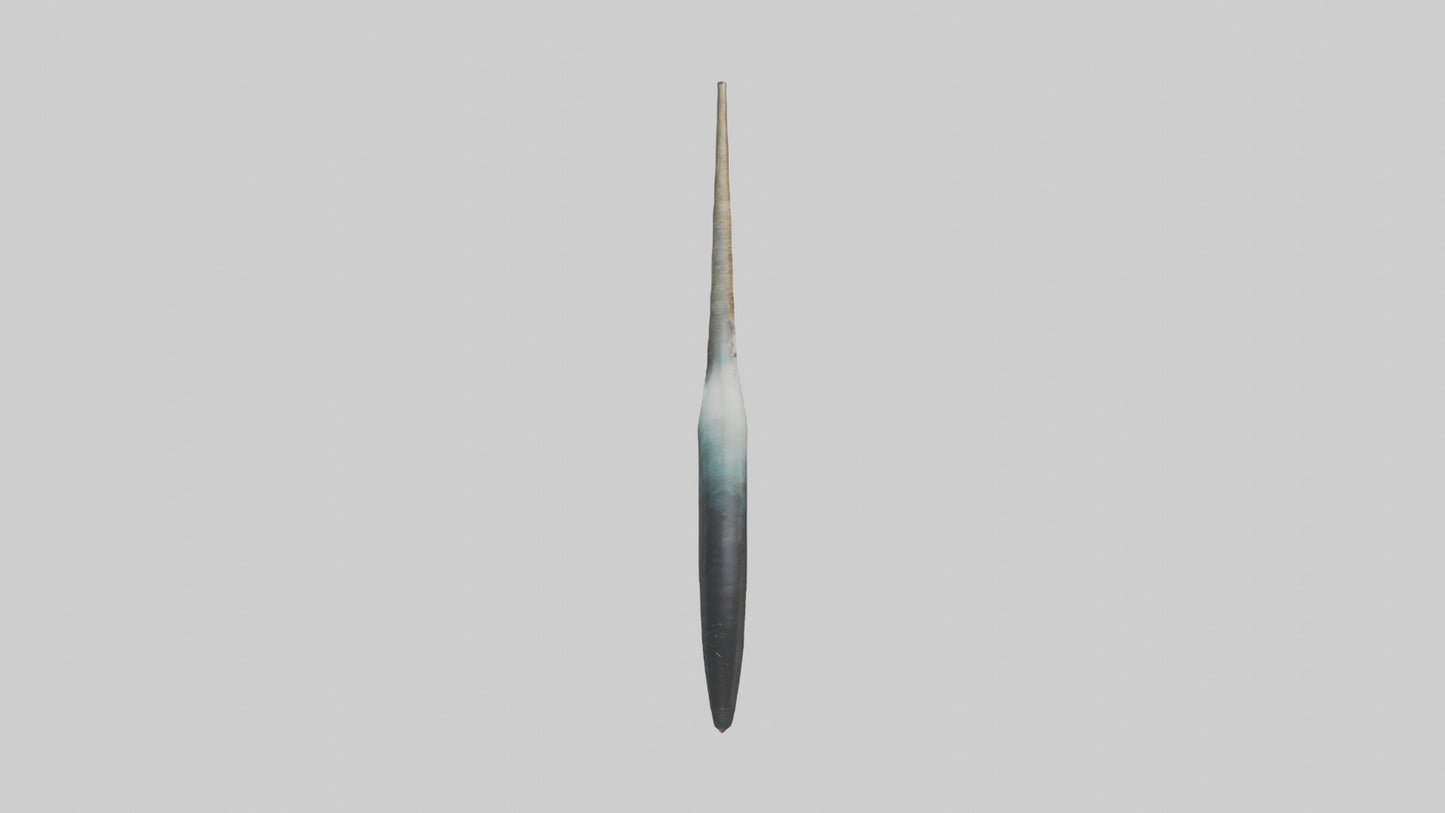 3D model Narwhal Horn VR / AR / low-poly