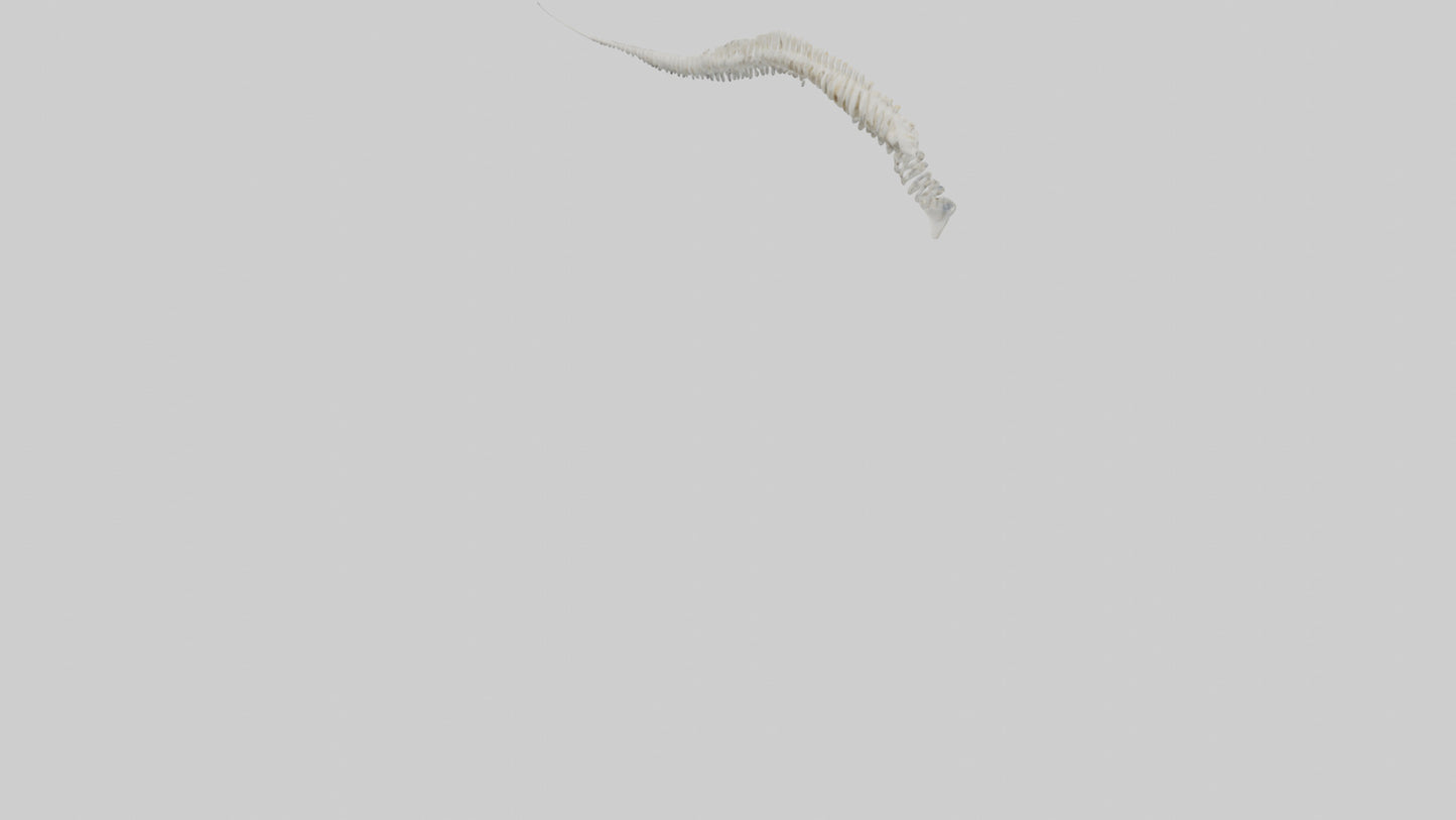 Narwhal Tooth Skeleton model VR / AR / low-poly