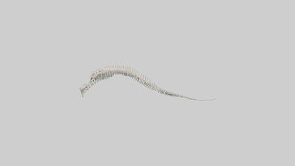 Narwhal Tooth Skeleton model VR / AR / low-poly