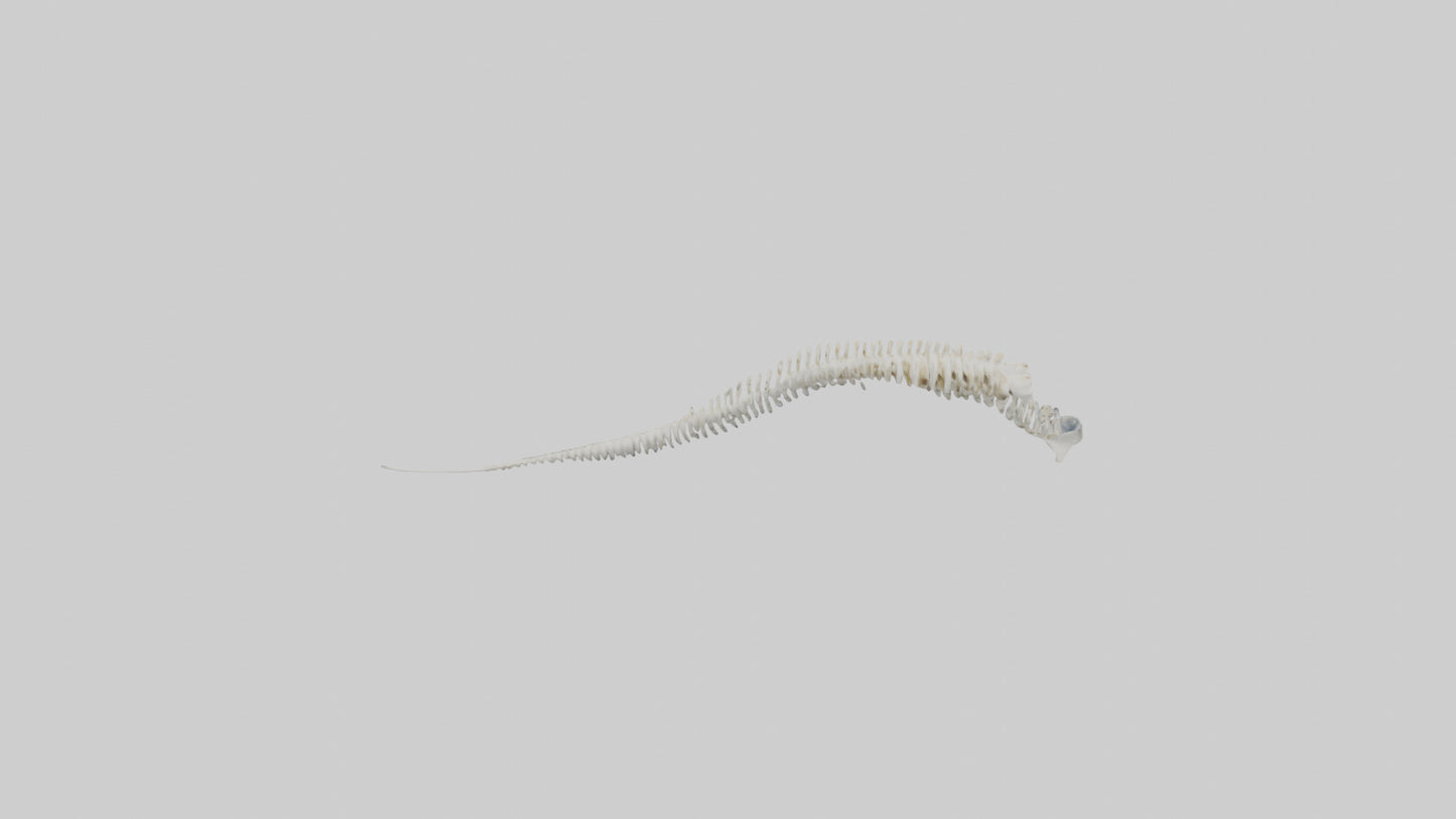Narwhal Tooth Skeleton model VR / AR / low-poly