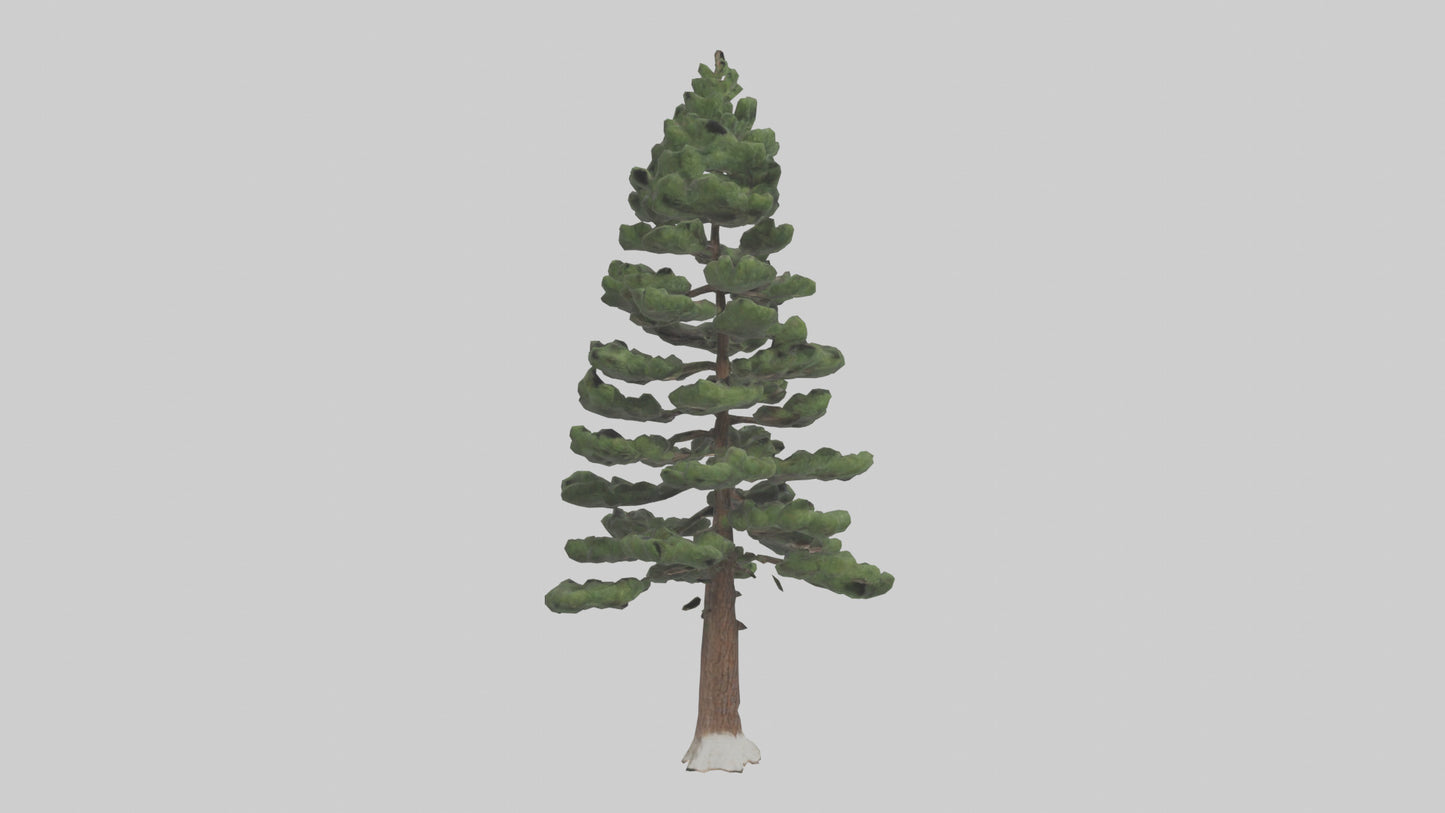 3D model Native Pine tree model VR / AR / low-poly