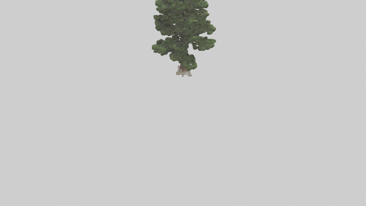3D model Native Pine tree model VR / AR / low-poly
